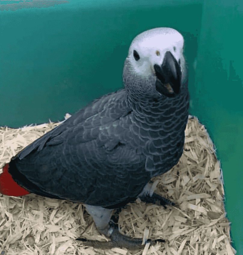 African gray parrot