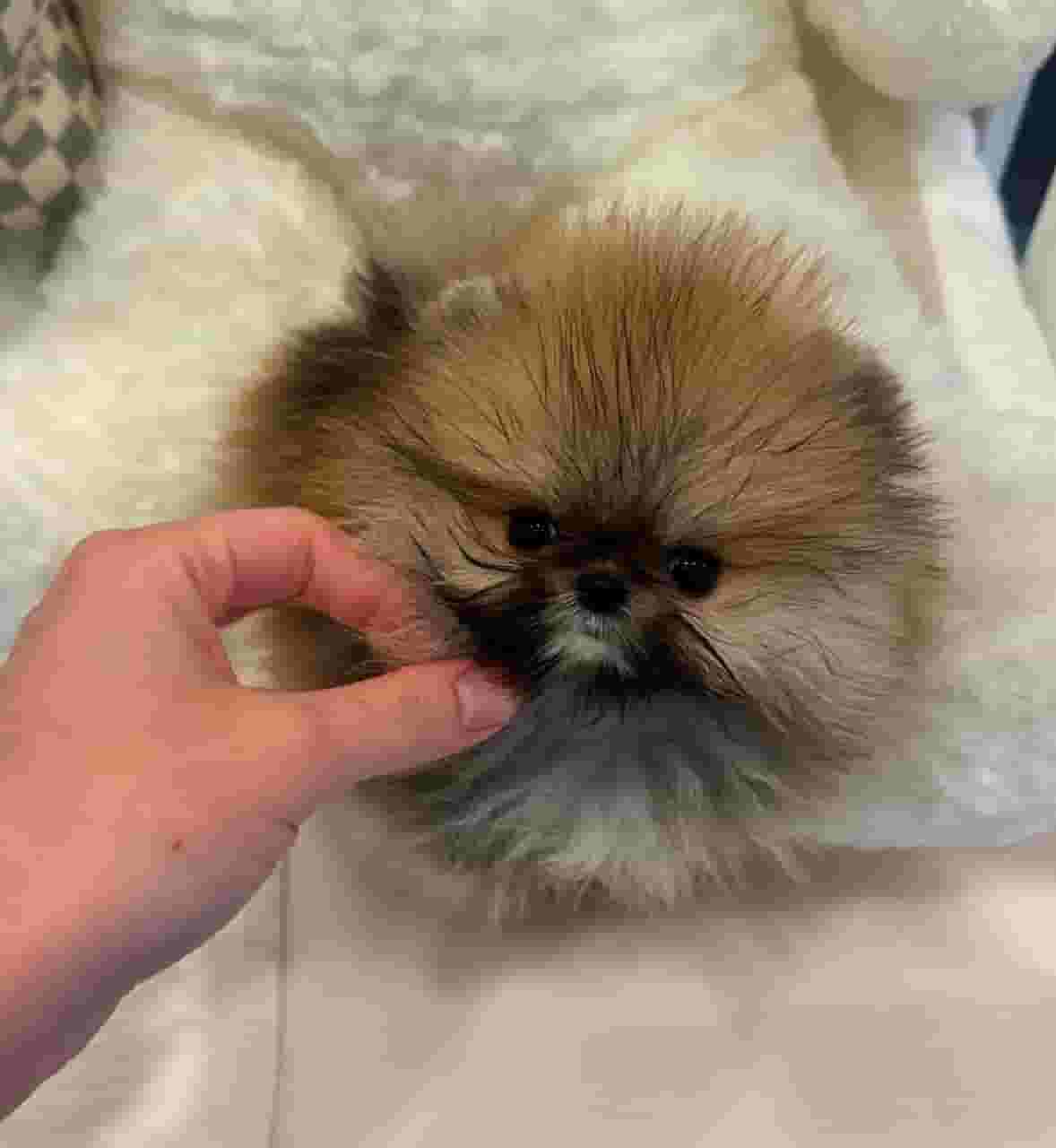  Pomeranian puppy