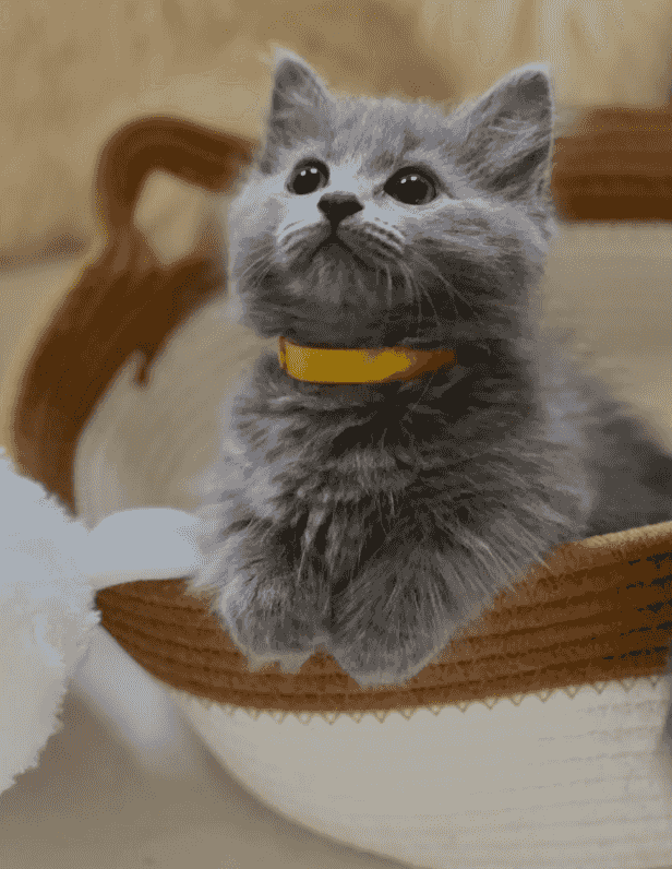 Munchkin Kitten