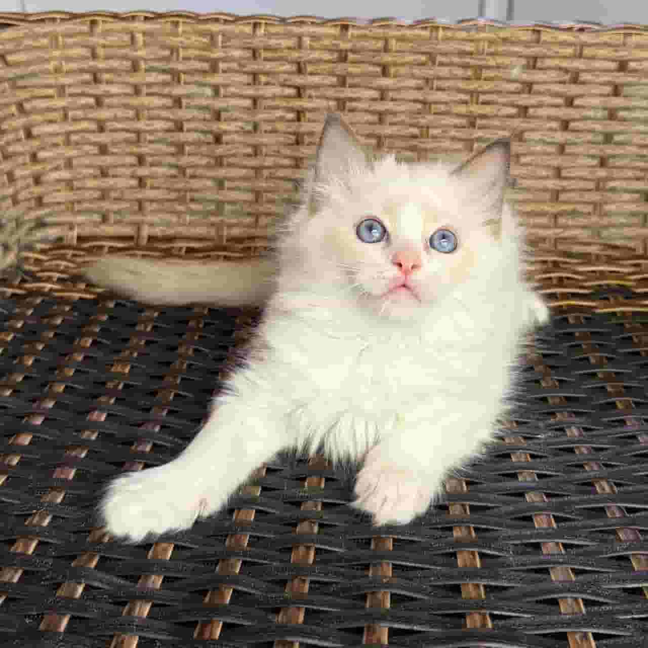 Ragdoll kitten available for adoption