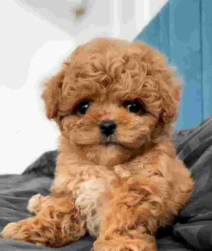 Poodle dog for sale 