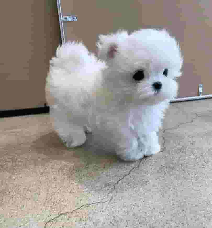 Maltese dog for sale 