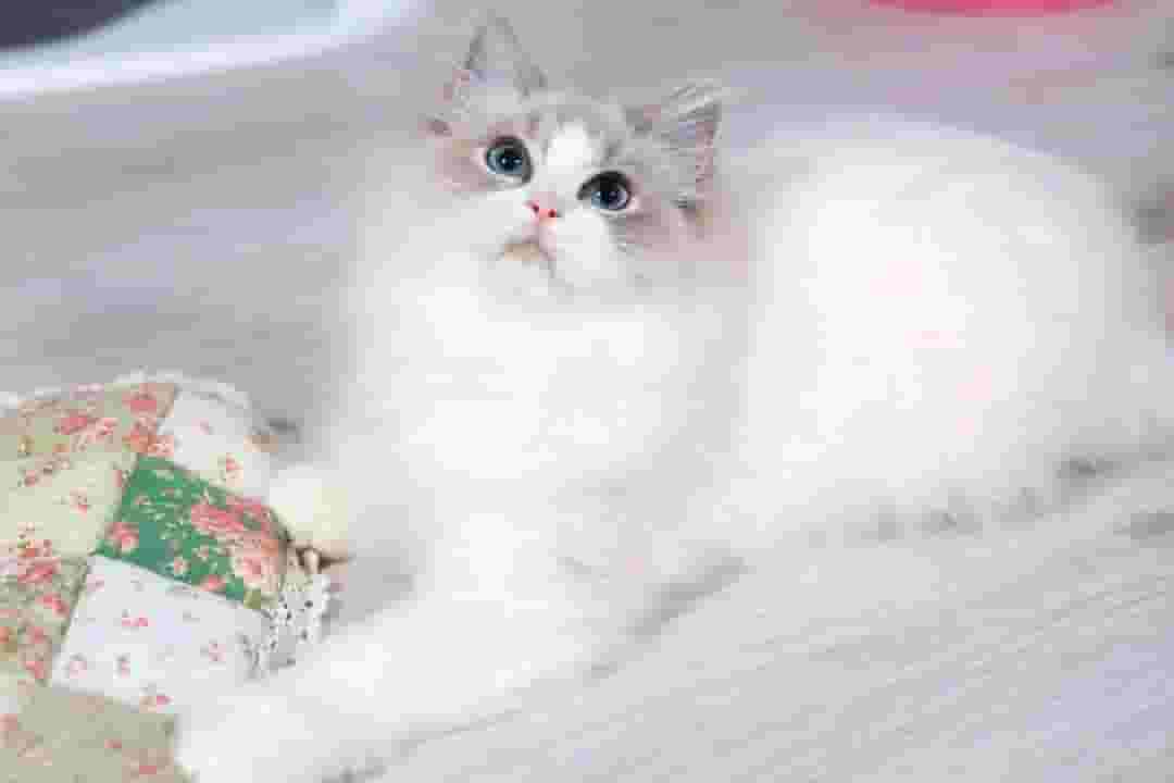 Ragdoll cat for sale 