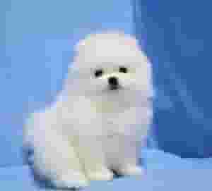 Teacup Pomeranian Puppy