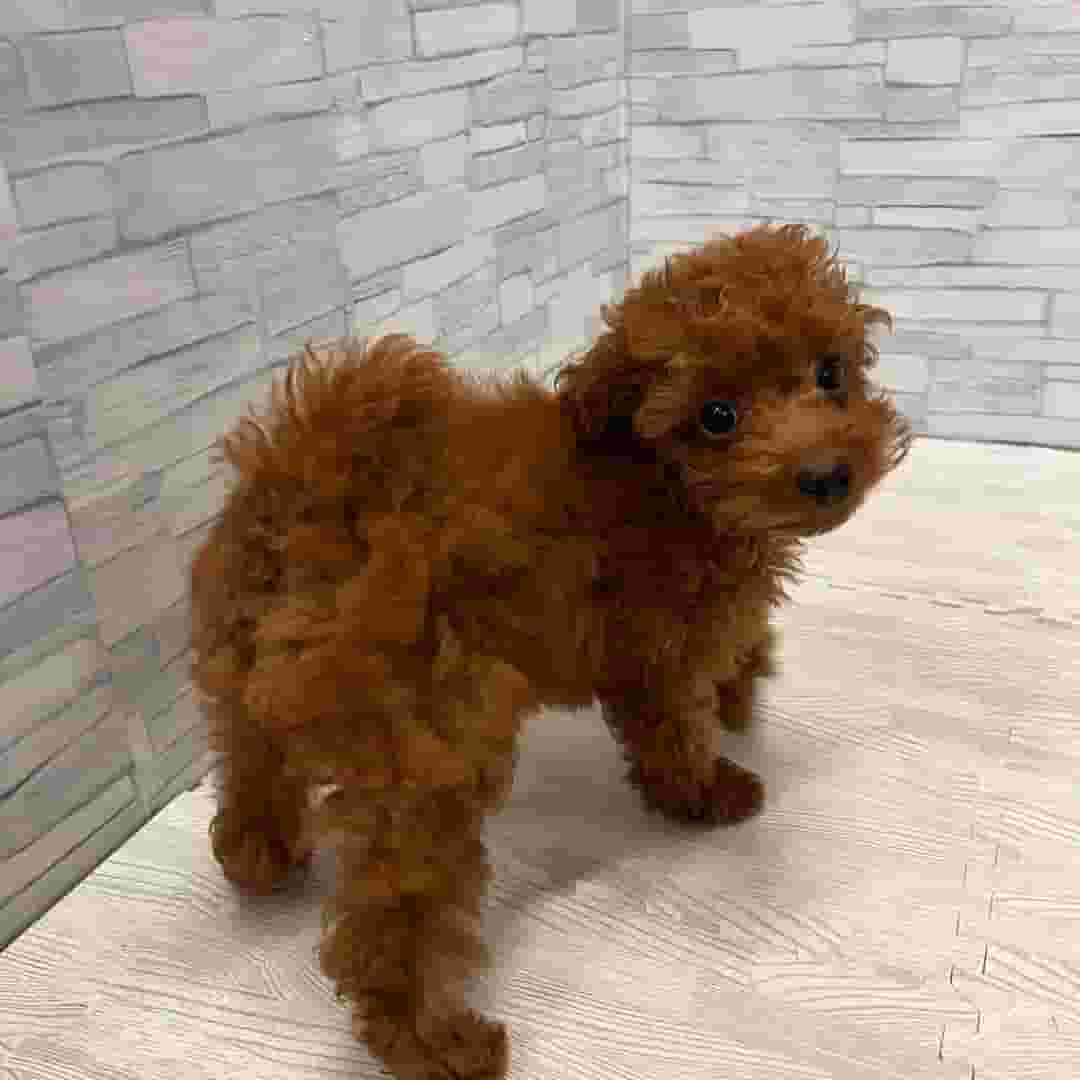 Poodle Puppy