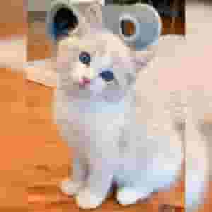 قطة رادول الأصيلة 