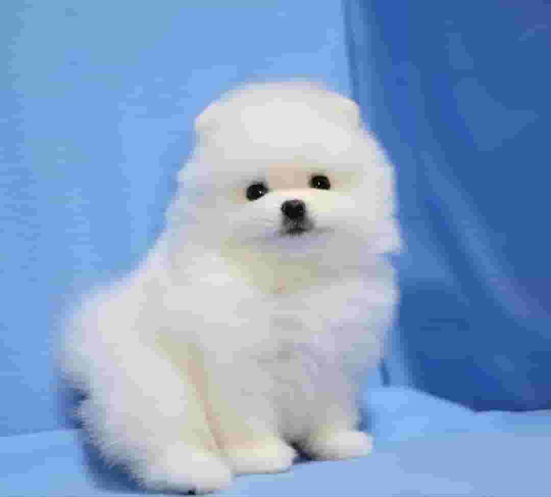 Pomeranian Puppy