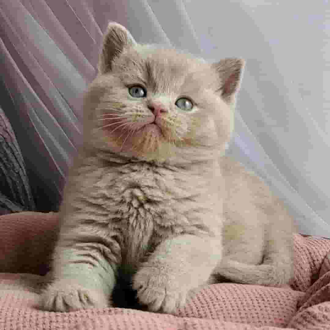 British Shorthair Kitten