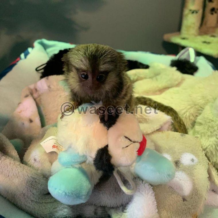 Charming Marmoset Monkeys Looking for Their Forever Home 1