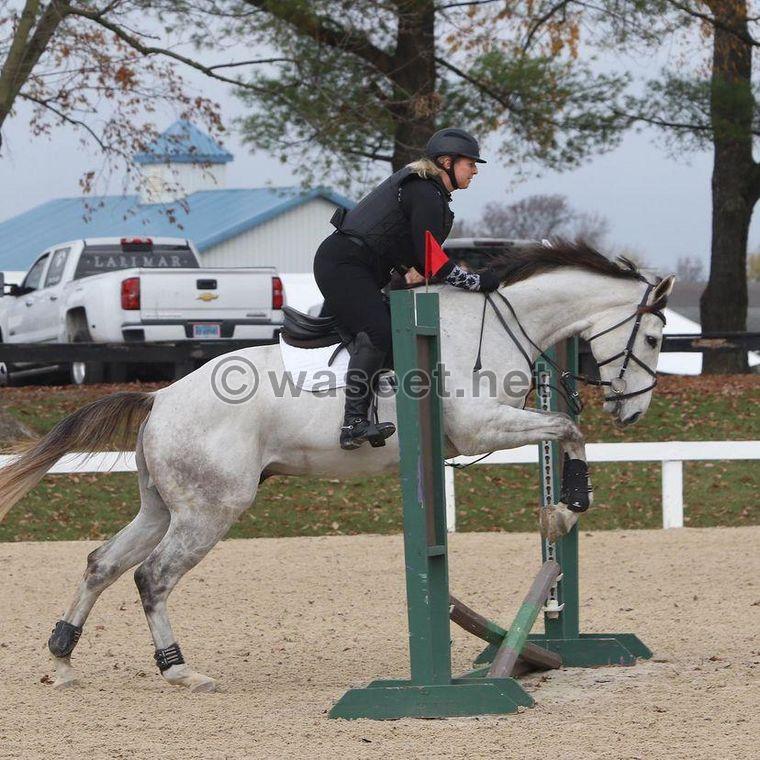 Stunning 8yo mare Thoroughbred Horse for Sale  1