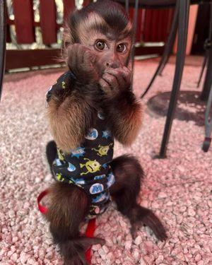 Cute and Cuddly Capuchin Monkey for Sale