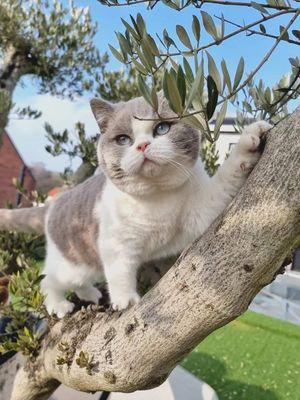 Charming British Shorthair Kitten Ready for a Loving Home 