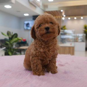 Precious Poodle Puppies Ready for New Homes