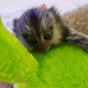 Charming Marmoset Monkeys Looking for Their Forever Home