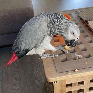 Stunning African Grey Parrots for Sale