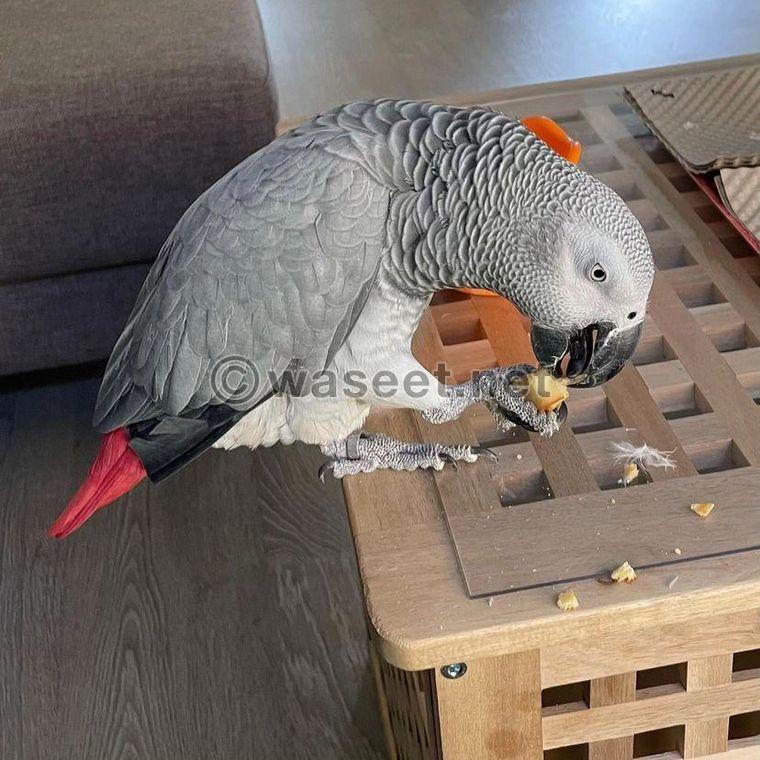 Stunning African Grey Parrots for Sale 0