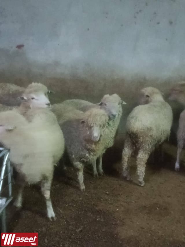 ماشية استرالي وصومالي 