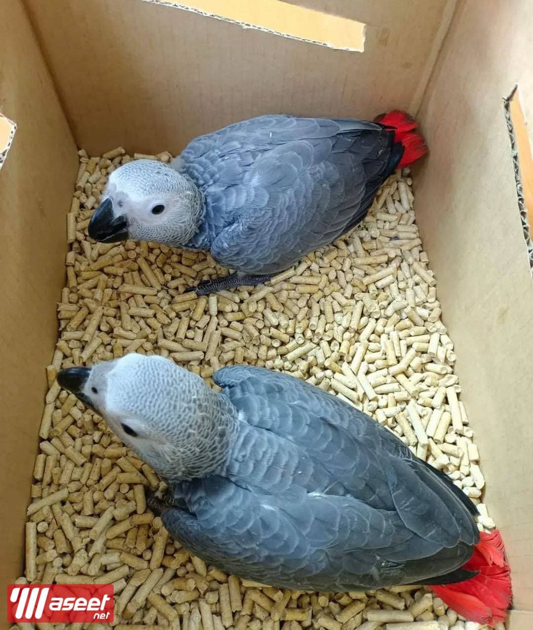 African gray parrot 0