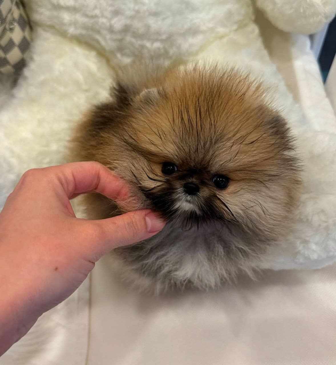  Pomeranian puppy 0