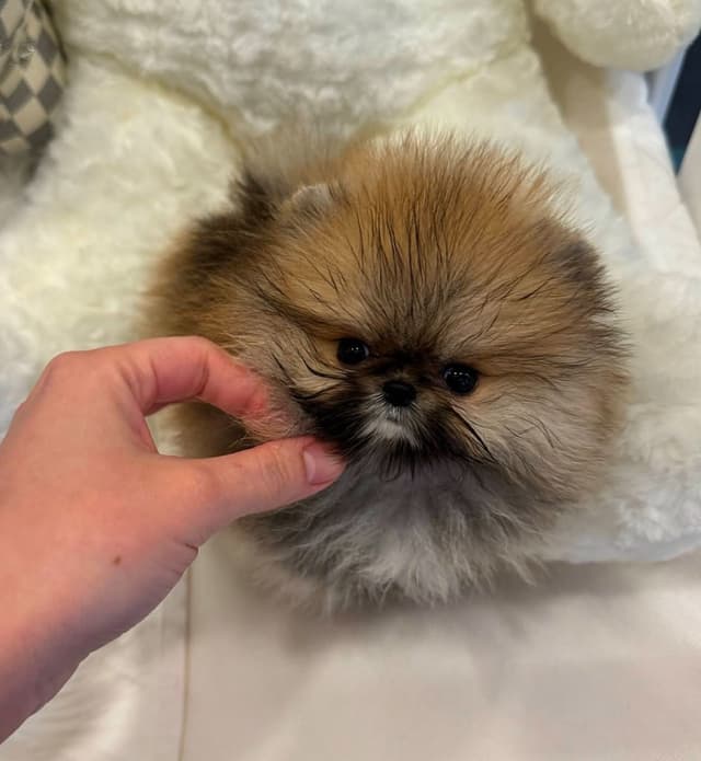  Pomeranian puppy