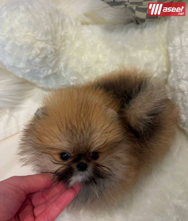  Pomeranian puppy