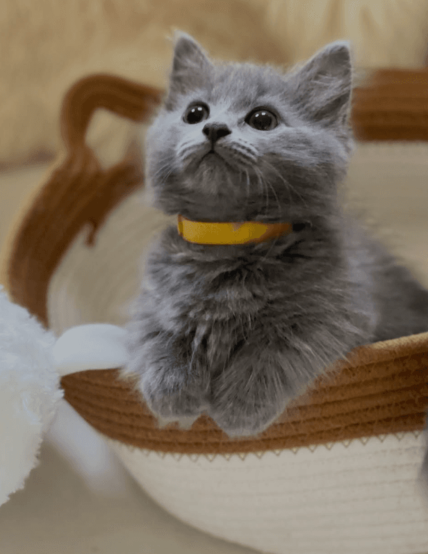 Munchkin Kitten 1