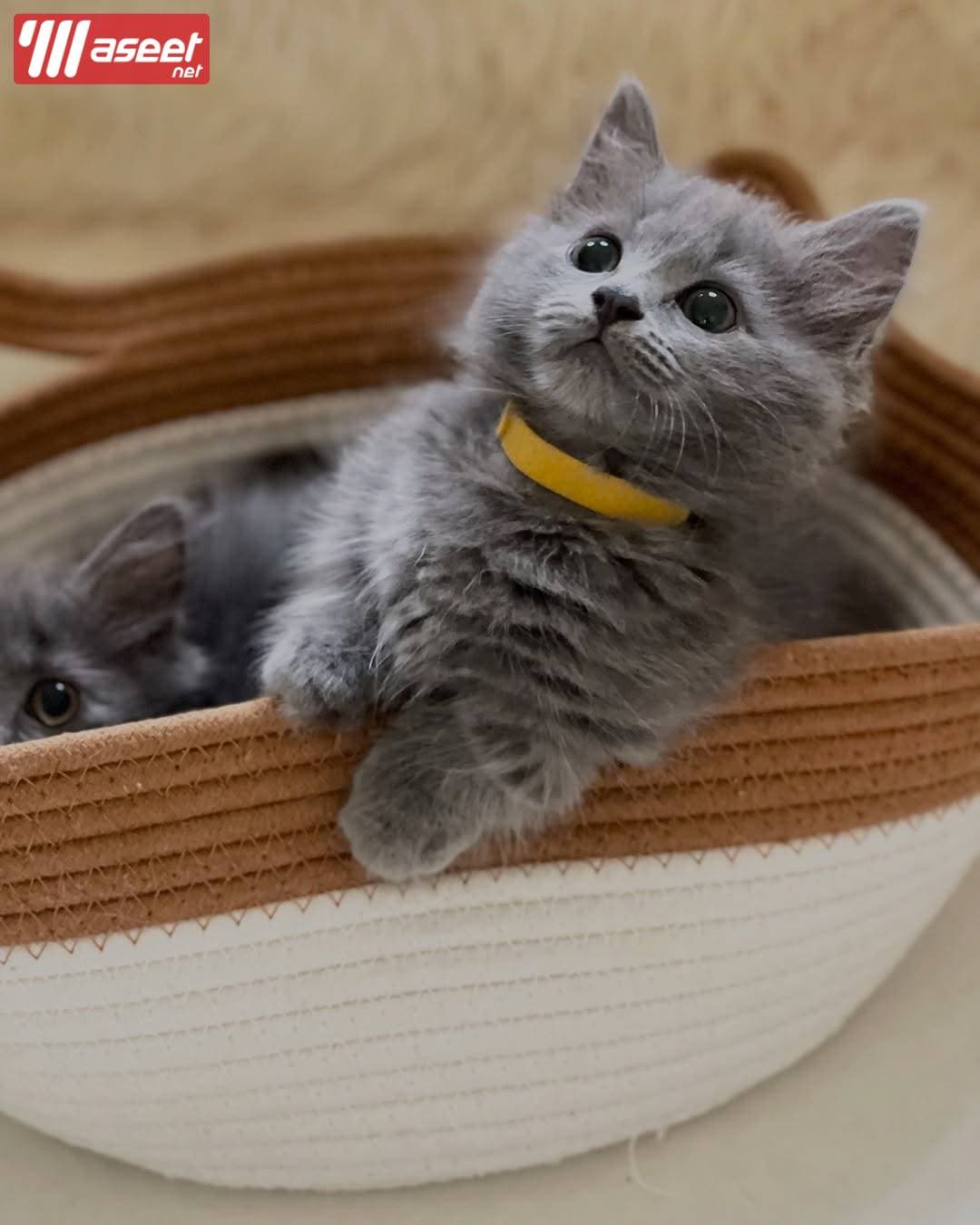 Munchkin Kitten 0