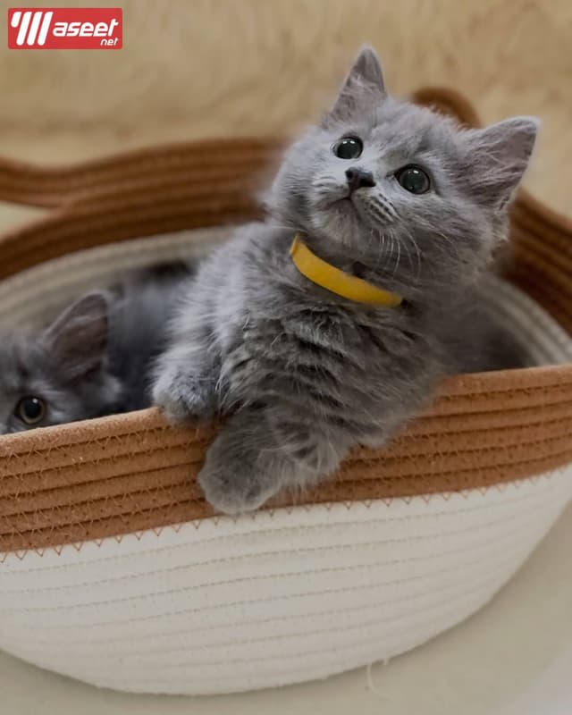 Munchkin Kitten