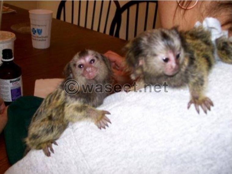Male and female  Marmoset  Monkeys for Sale 0
