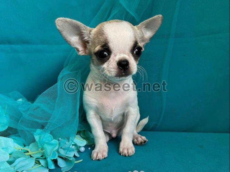 Chihuahua puppies for sale 0