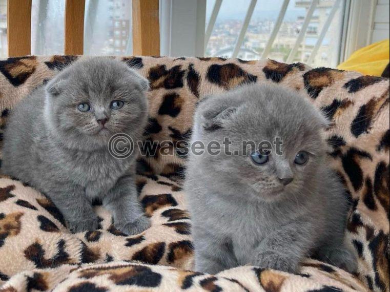 Pure Scottish Fold kittens for sale 0