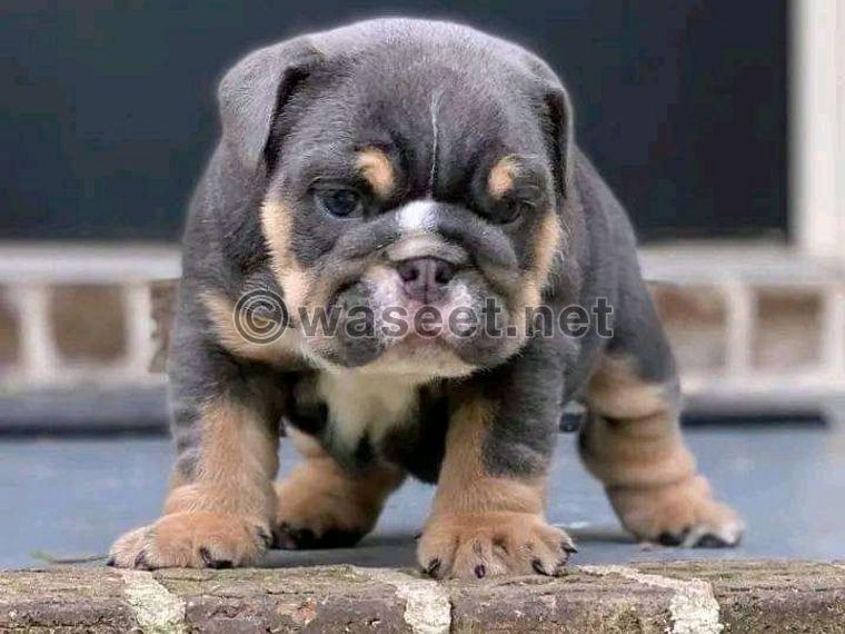 French bull puppies for sale 0