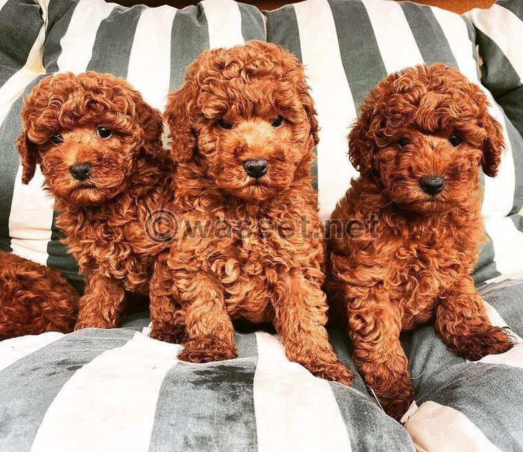 Poodles Puppies Available 0