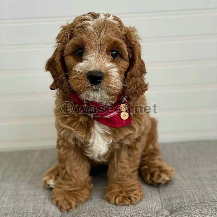 Cavapoo puppies Available 0