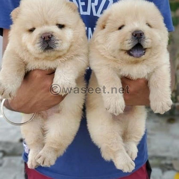 Chow chow puppies Ready 0