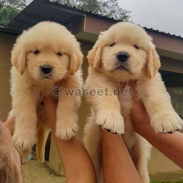 Golden Retriever puppies ready 0