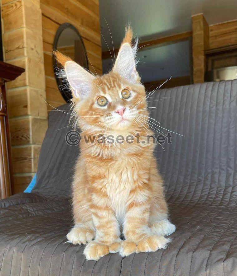 Maine Coon kittens Available  0
