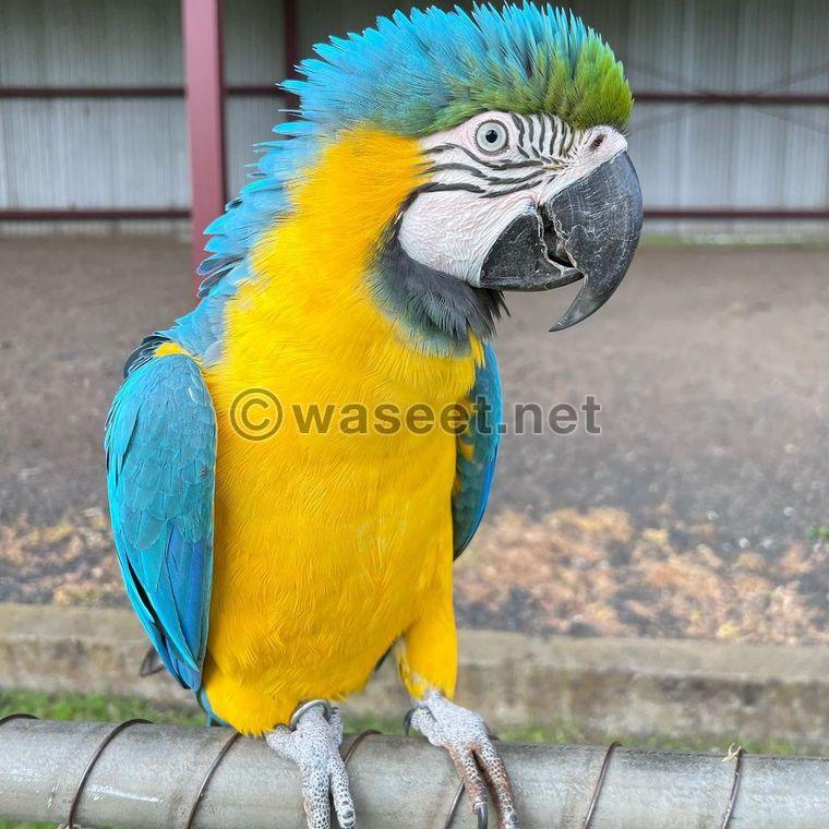 Macaw parrots available 0